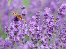 schmetterling & lavendel.jpg